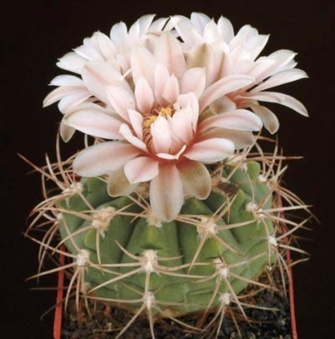 Gymnocalycium_weissianum